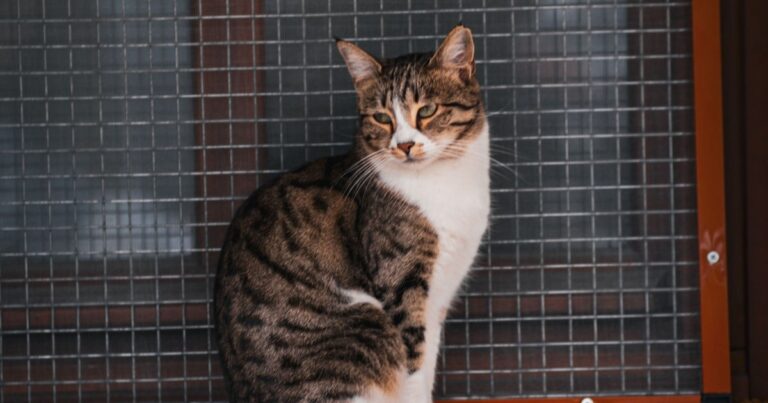 A tabby and white cat sitting calmly in front of a wire-mesh door