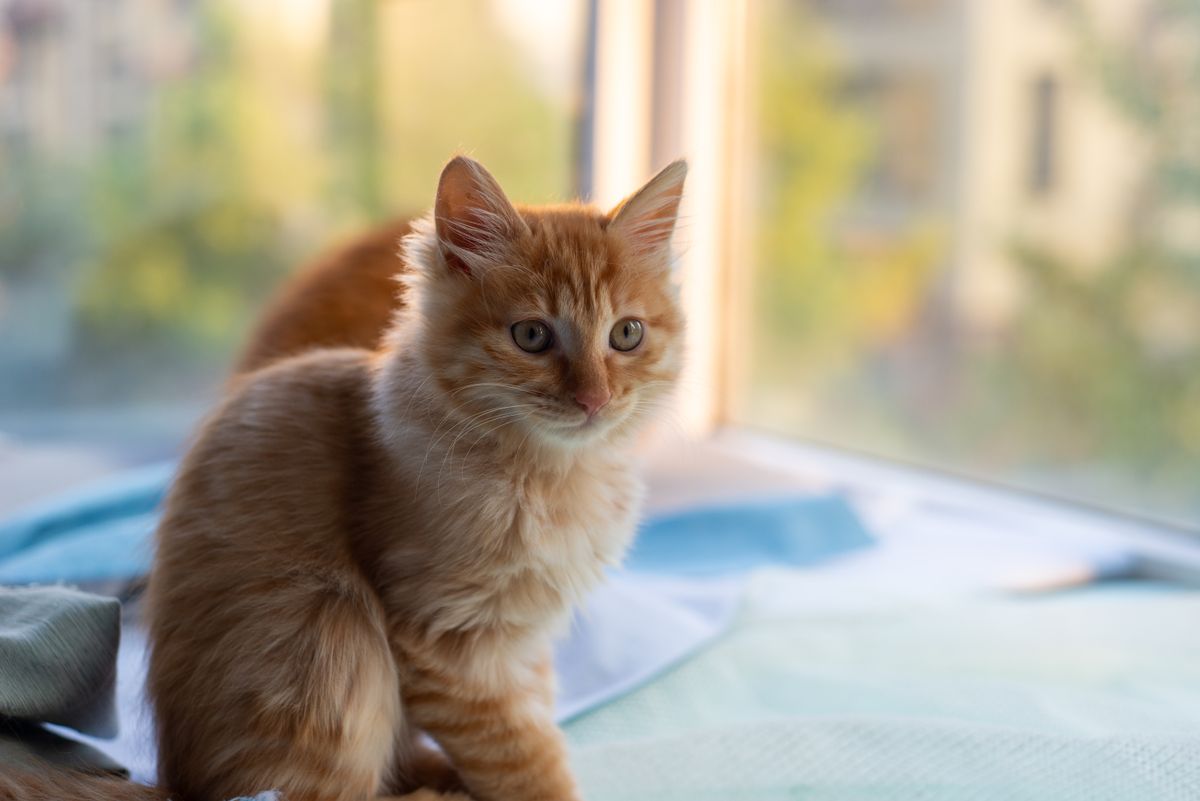 A curious ginger kitten sitting by a sunny window